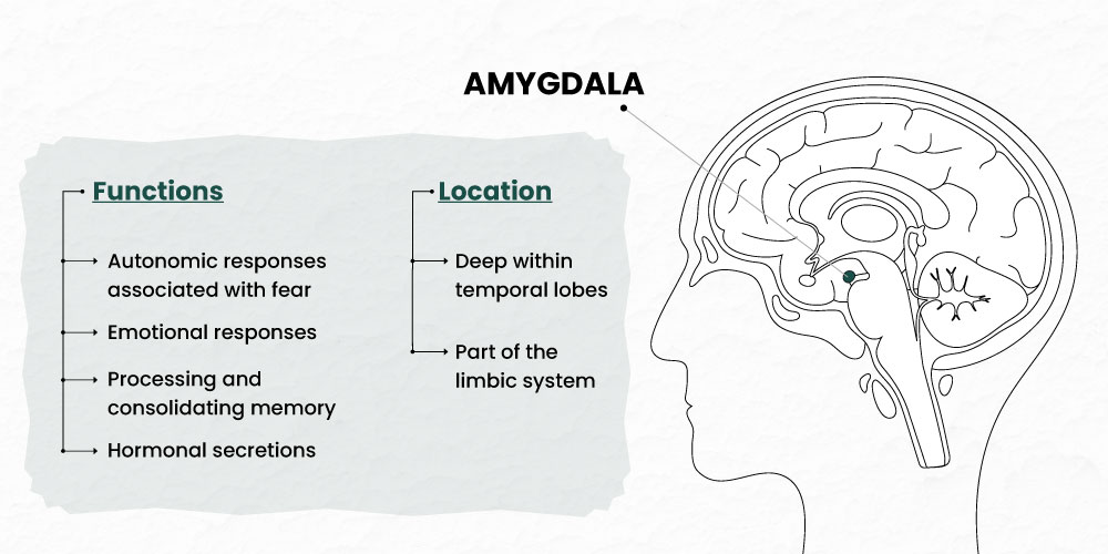 Amygdala